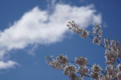Clouds and flowers
