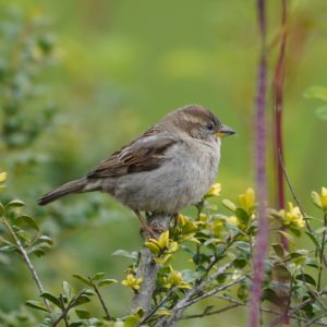 House Sparrow