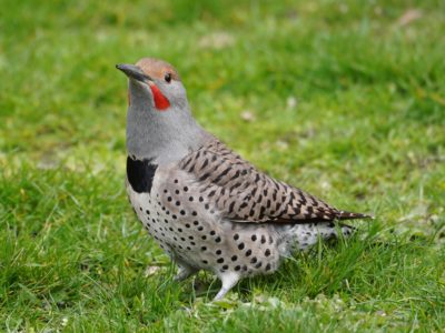 Northern Flicker