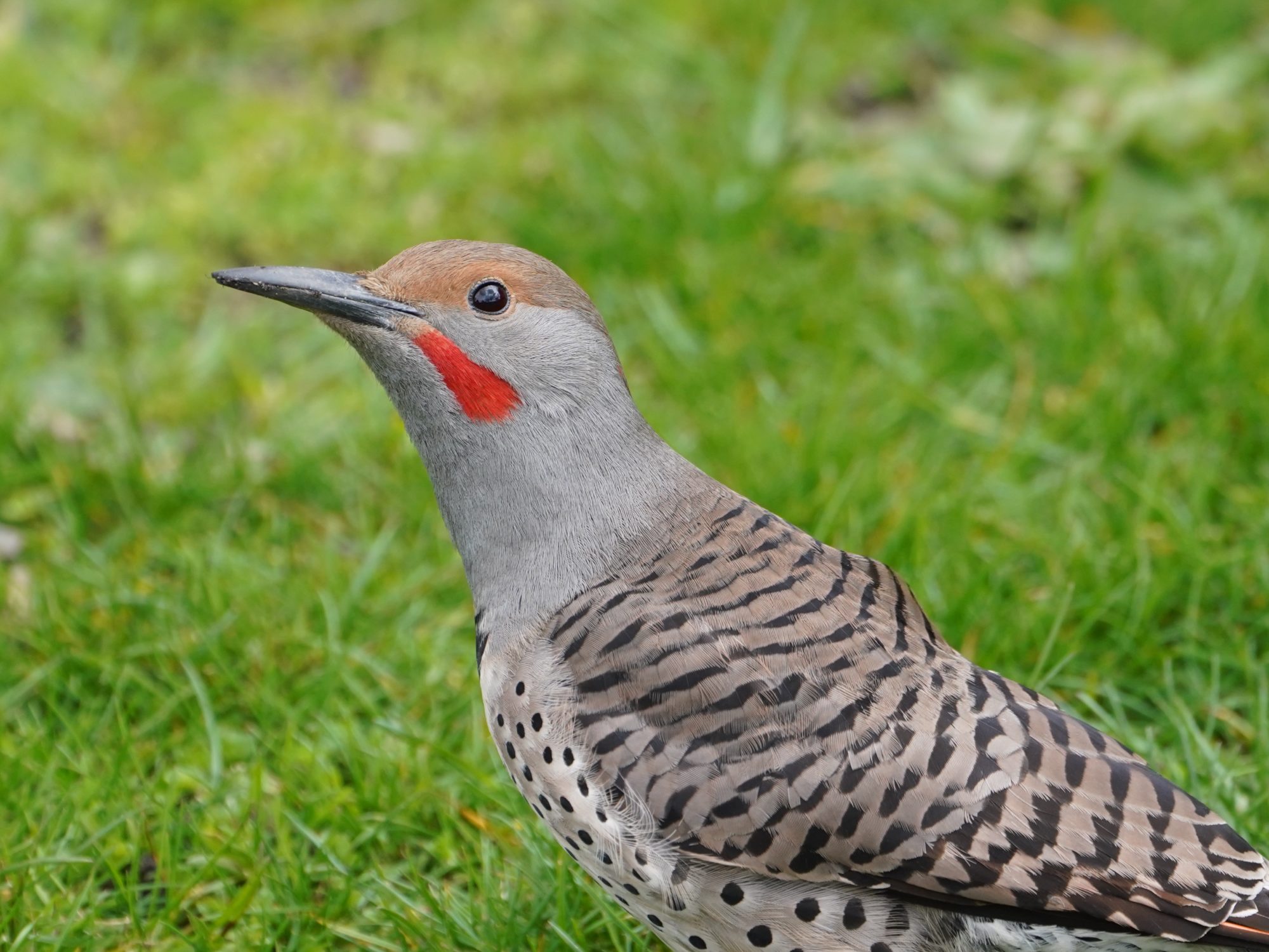 Northern Flicker