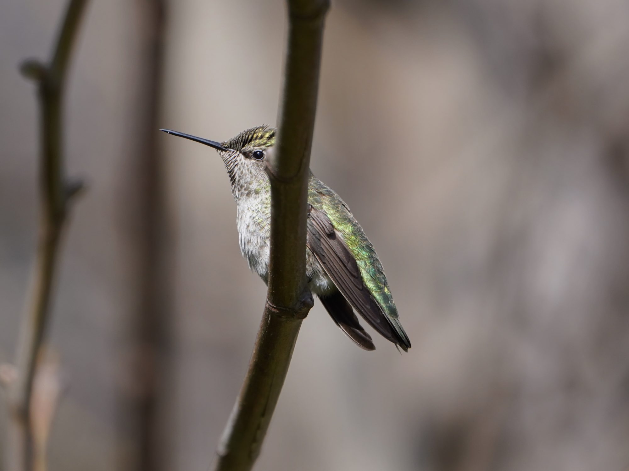 Anna's Hummingbird female