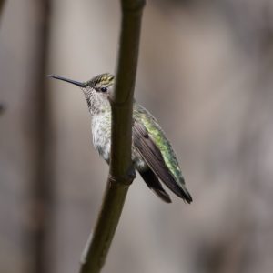 Anna's Hummingbird female