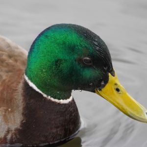 Mallard Duck, male