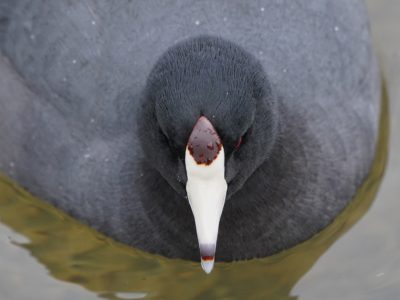 American Coot close up
