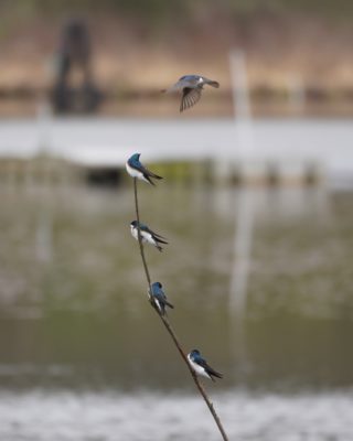 Tree Swallows on a branch