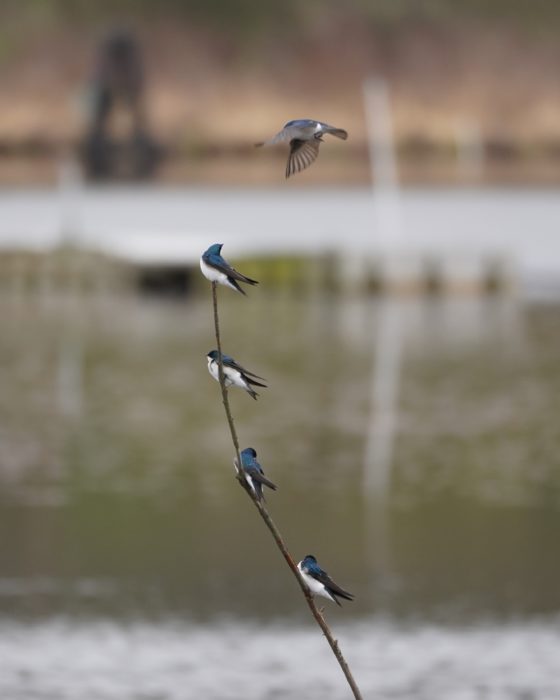 Tree Swallows on a branch