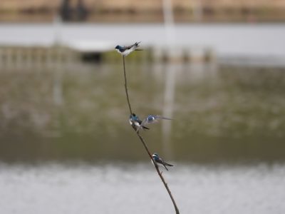 Tree Swallows on a branch