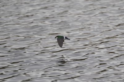 Violet-green Swallow flying low over the water