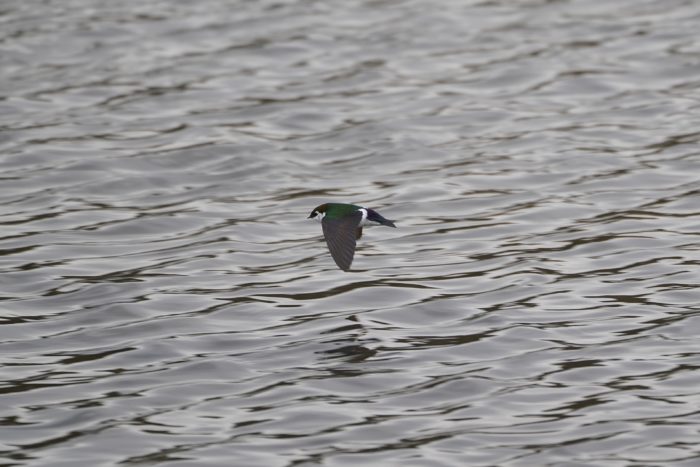 Violet-green Swallow flying low over the water