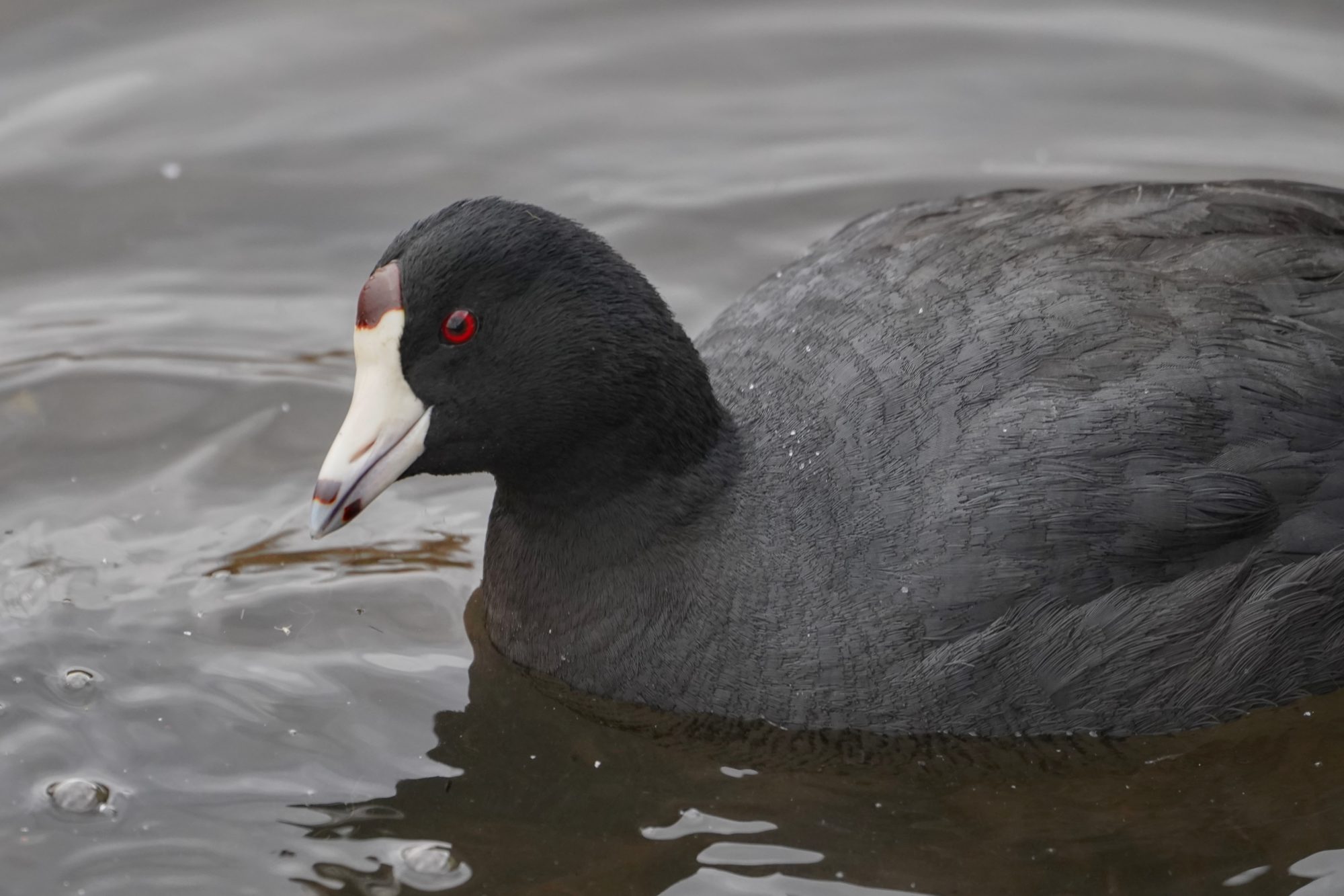 American Coot