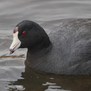 American Coot