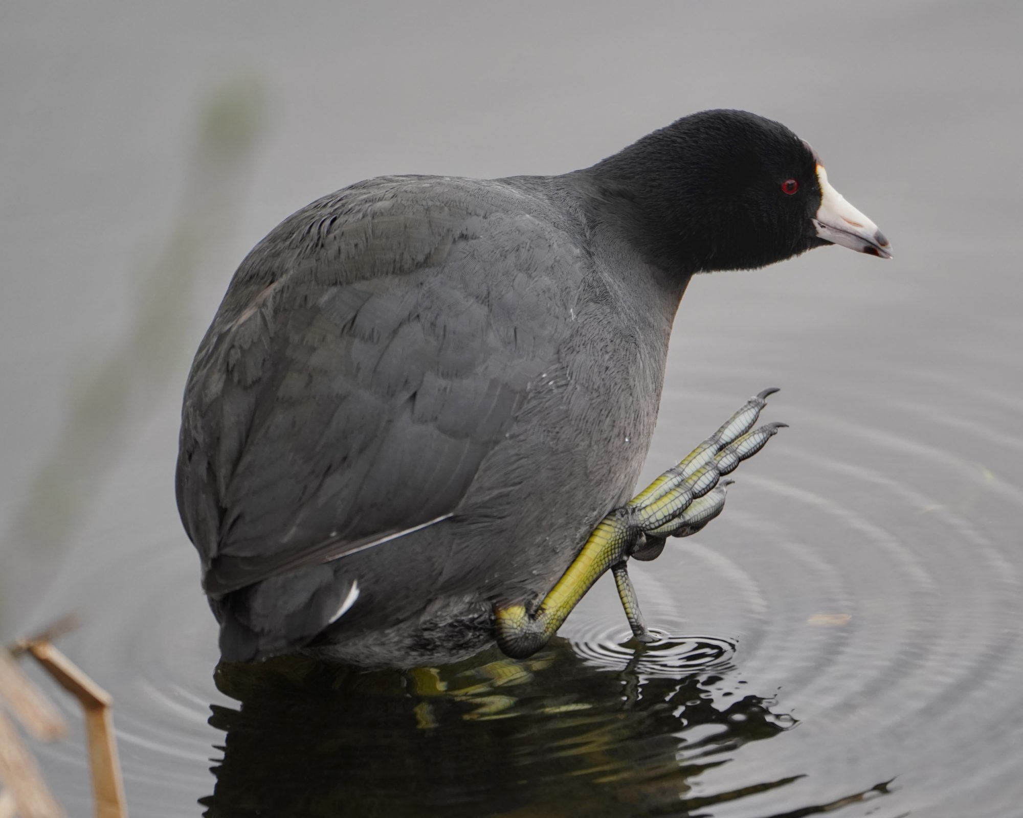 Coot scratching itself