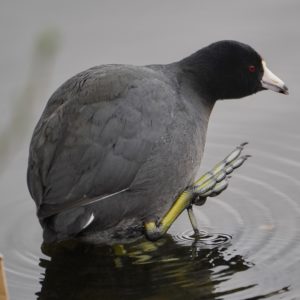 Coot scratching itself