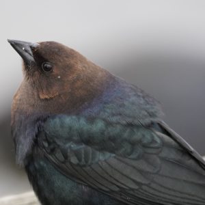 Brown-headed Cowbird male, close up