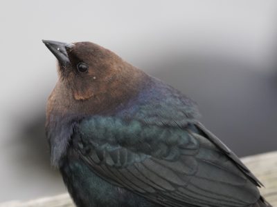 Brown-headed Cowbird male, close up