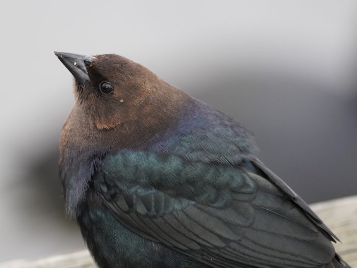 Brown-headed Cowbird male, close up