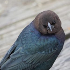 Brown-headed Cowbird male