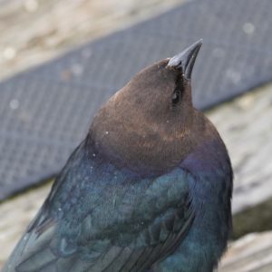 Brown-headed Cowbird close up