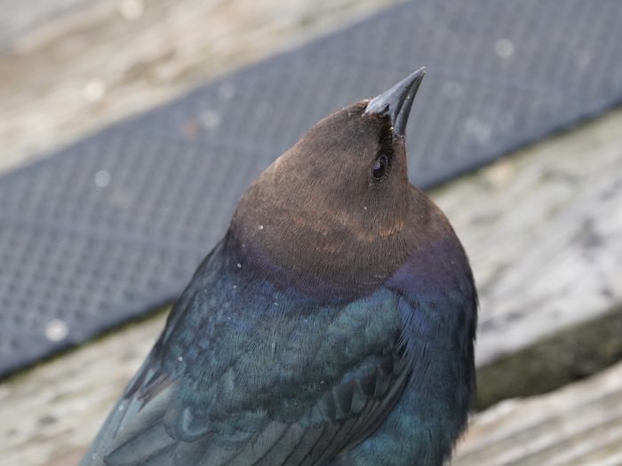 Brown-headed Cowbird close up