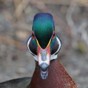 Wood Duck, male