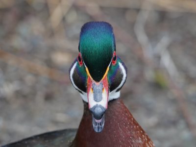 Wood Duck, male