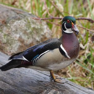 Wood Duck male