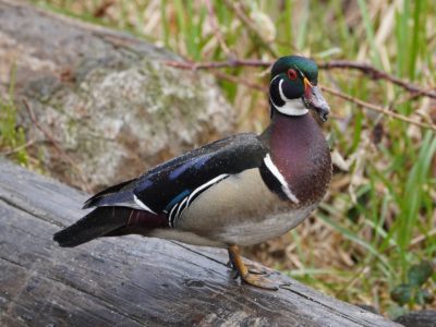 Wood Duck male