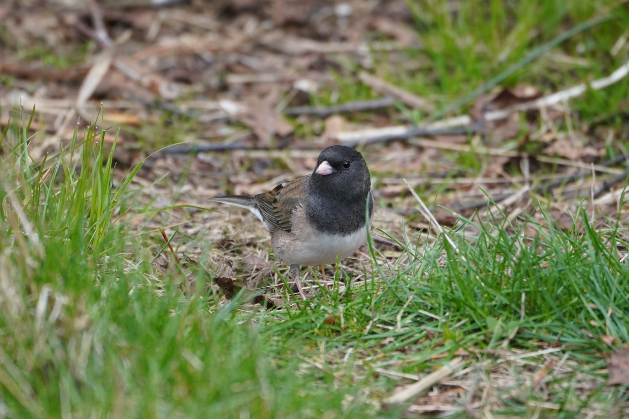 Dark-eyed Junco