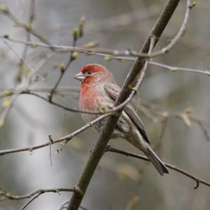 House Finch, male