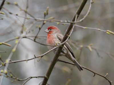 House Finch, male