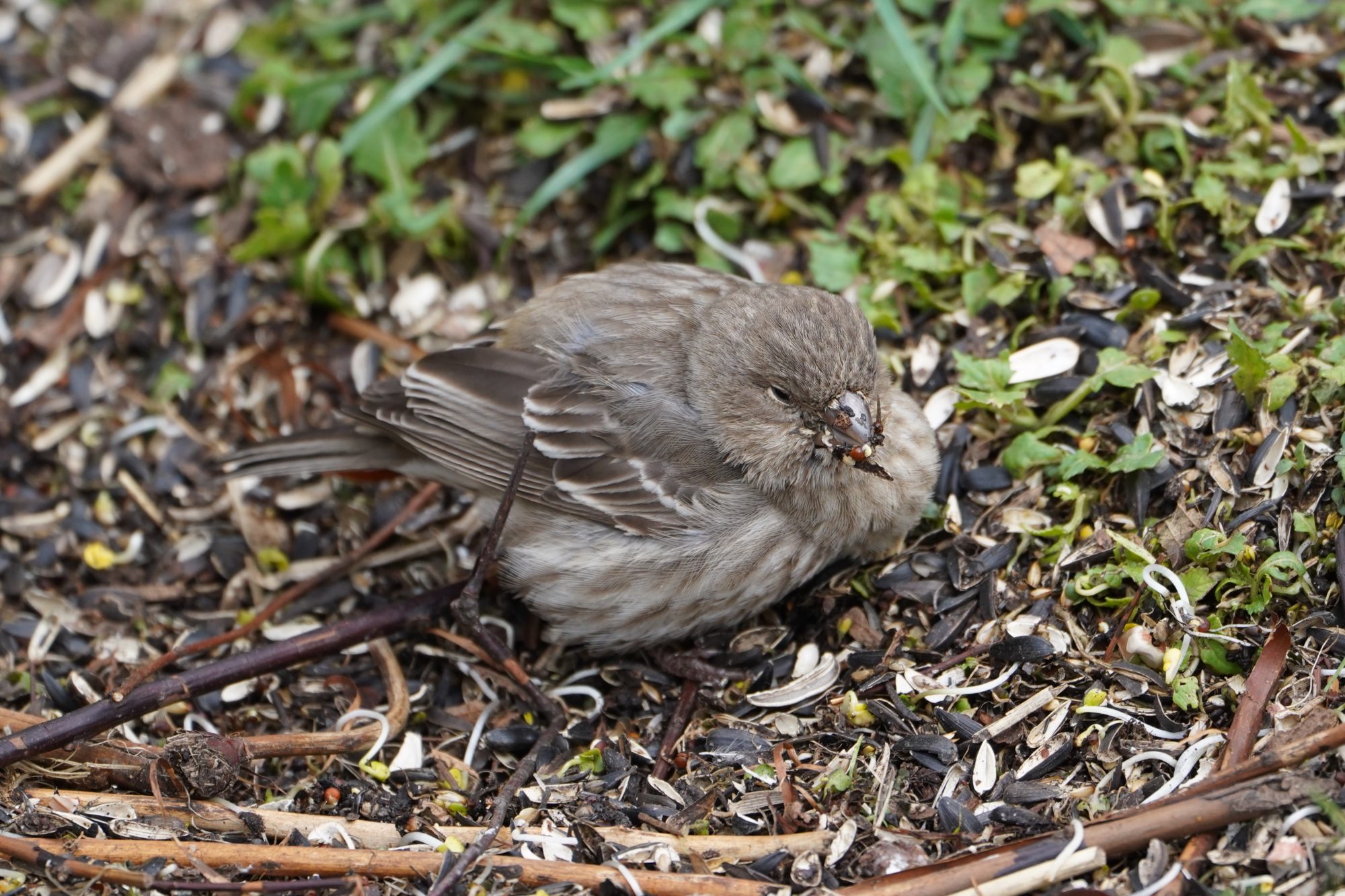 House Finch fledgling