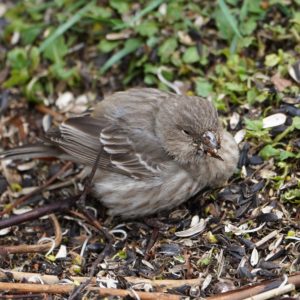 House Finch fledgling