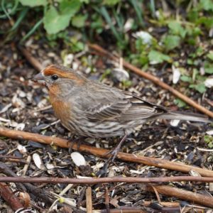 House Finch, male