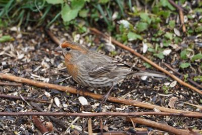 House Finch, male