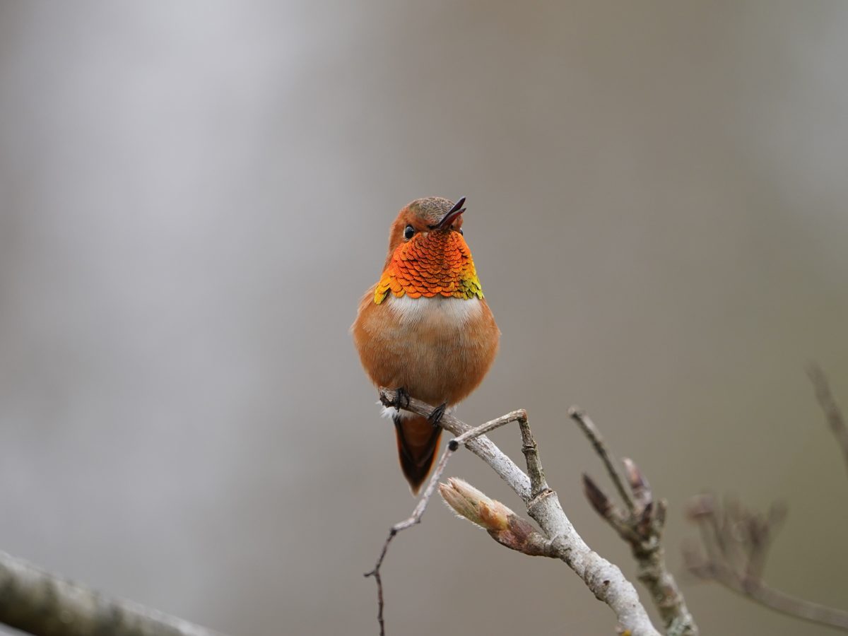 Rufous Hummingbird, male