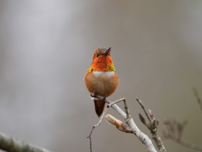 Rufous Hummingbird, male