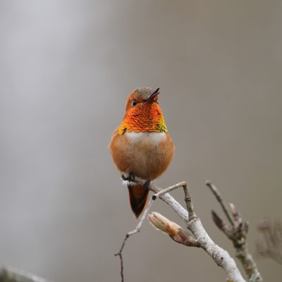 Rufous Hummingbird, male