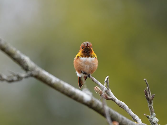 Rufous Hummingbird