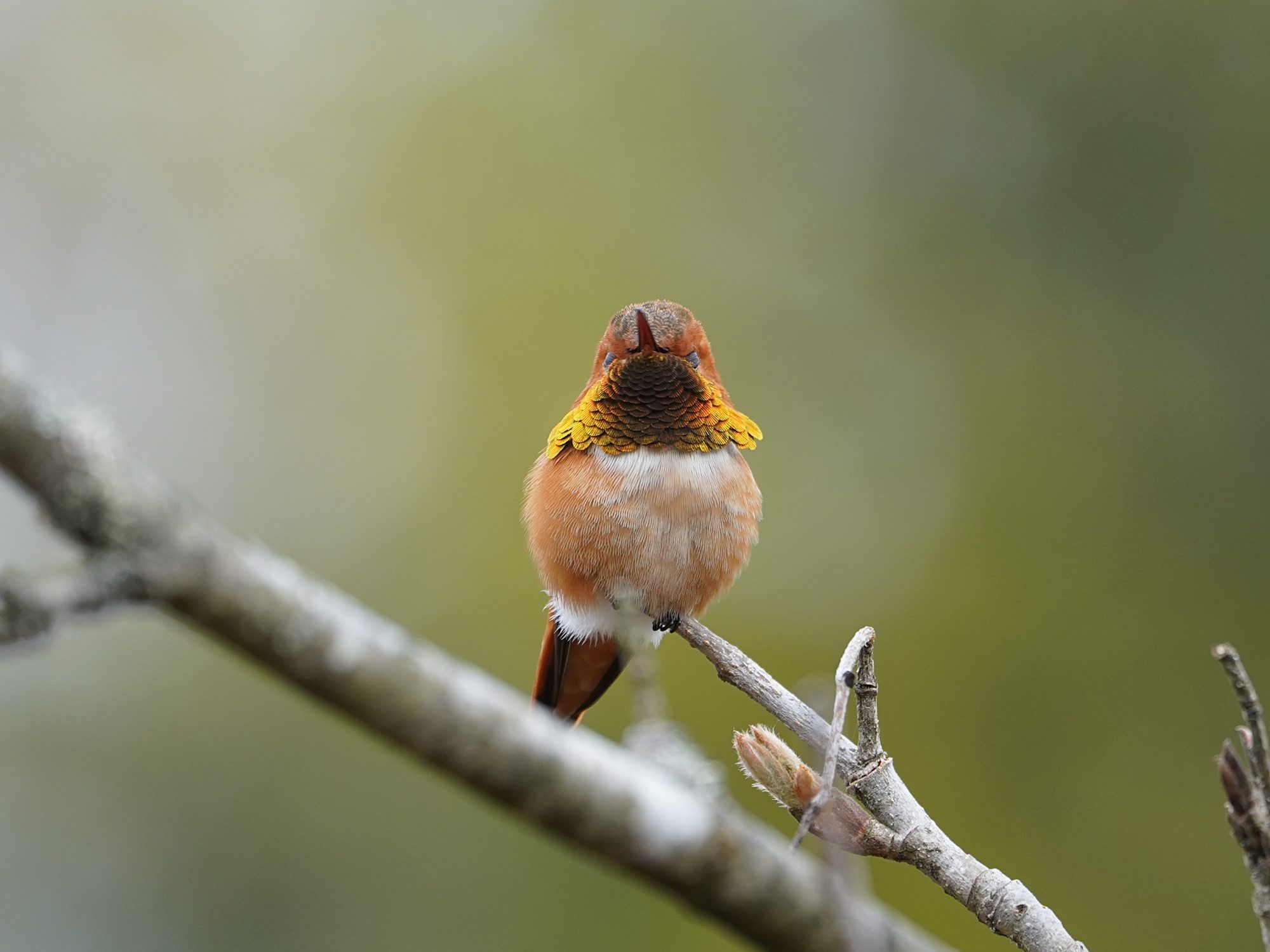 Rufous Hummingbird