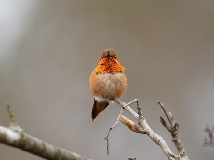 Rufous Hummingbird, male