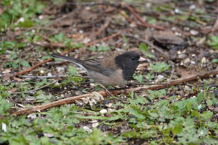 Dark-eyed Junco