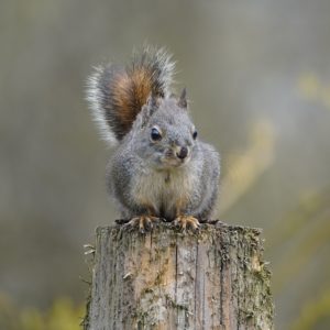 Squirrel on a post