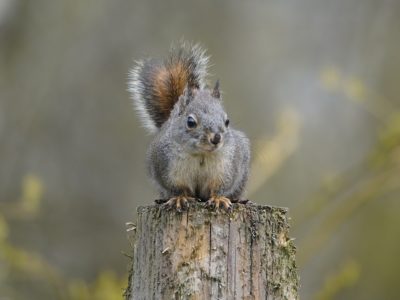 Squirrel on a post