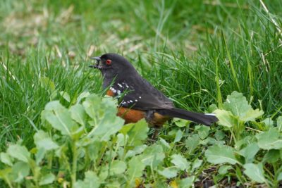 Spotted Towhee