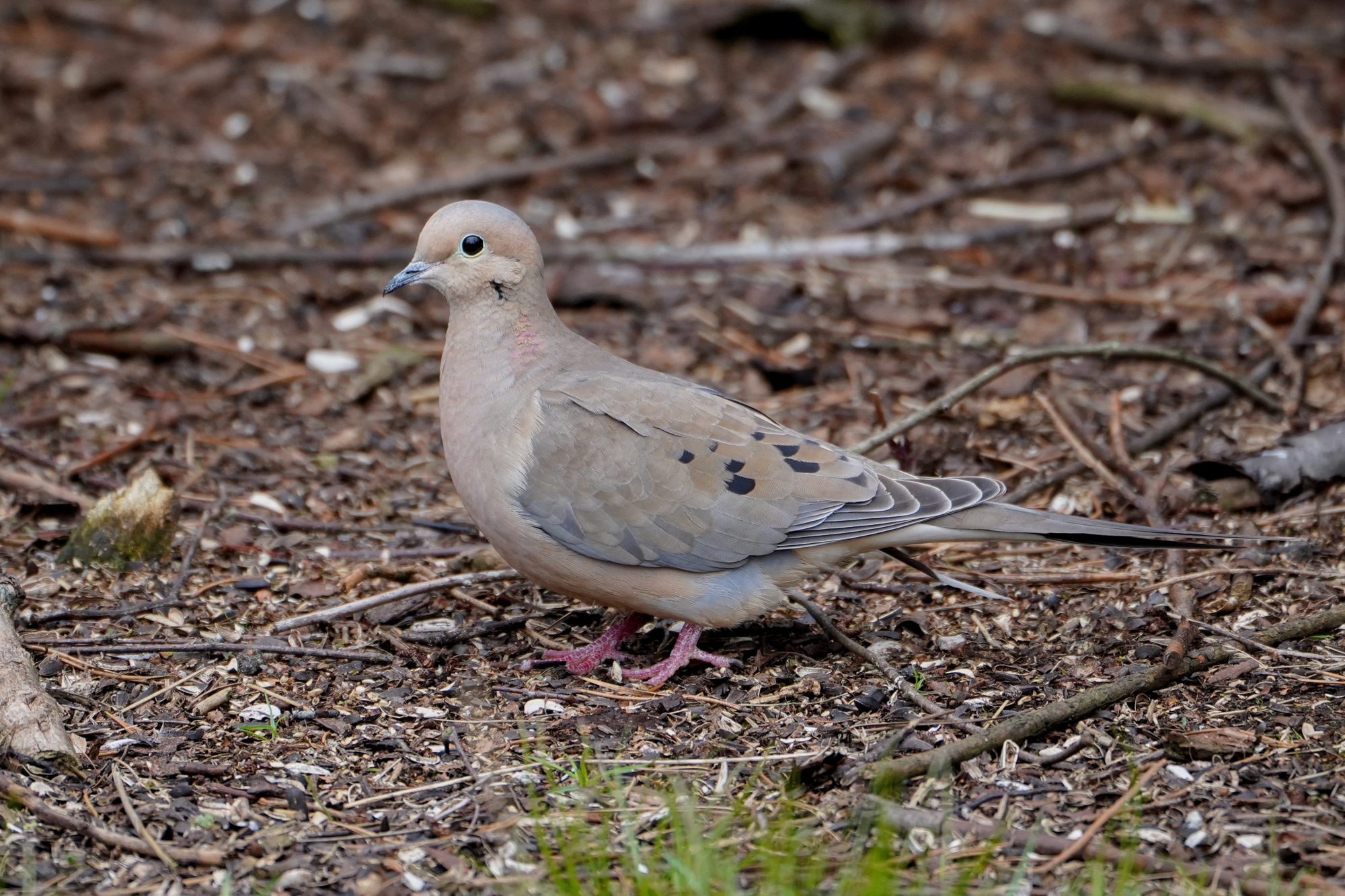 Mourning Dove