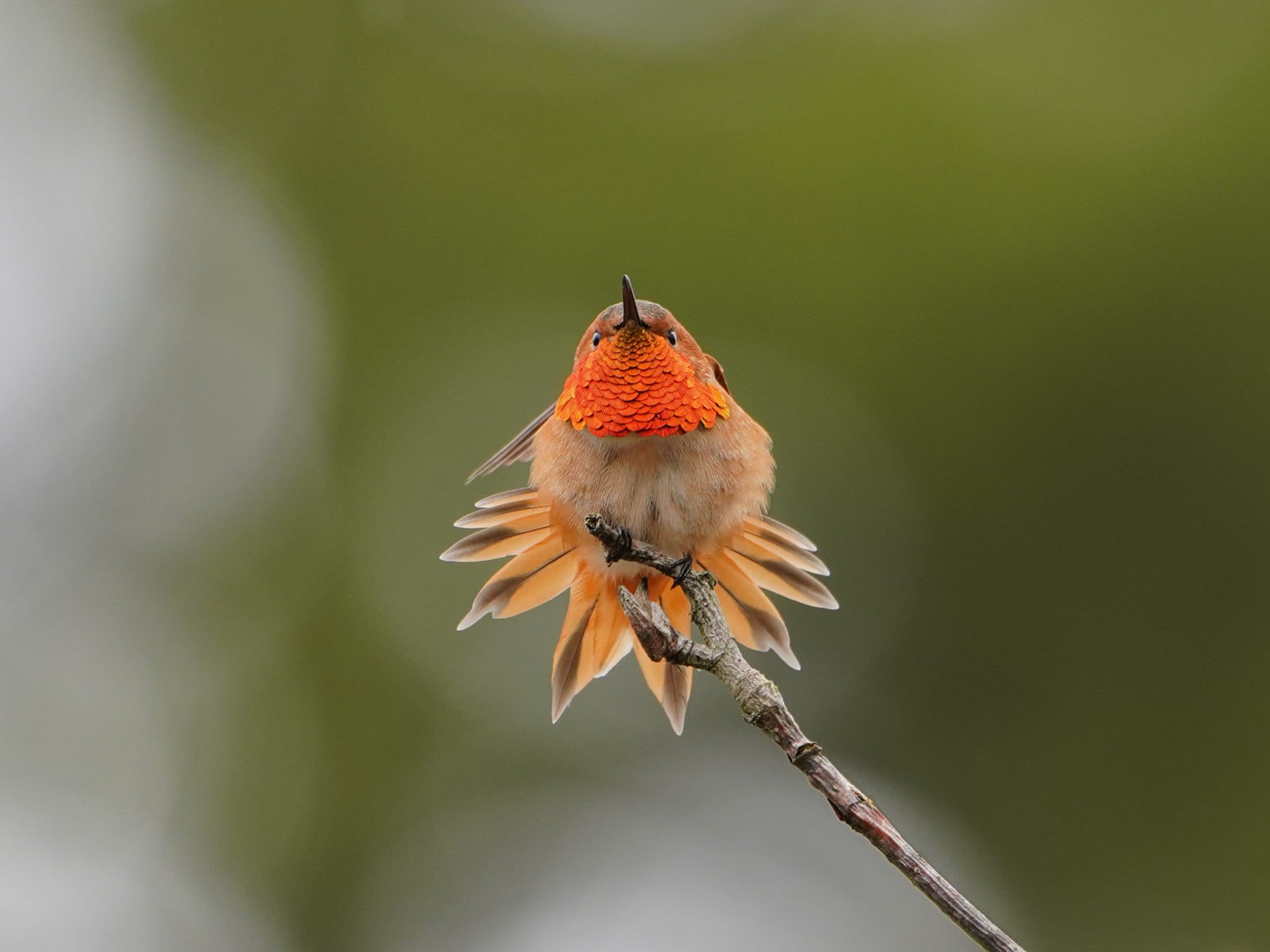 Rufous Hummingbird, male