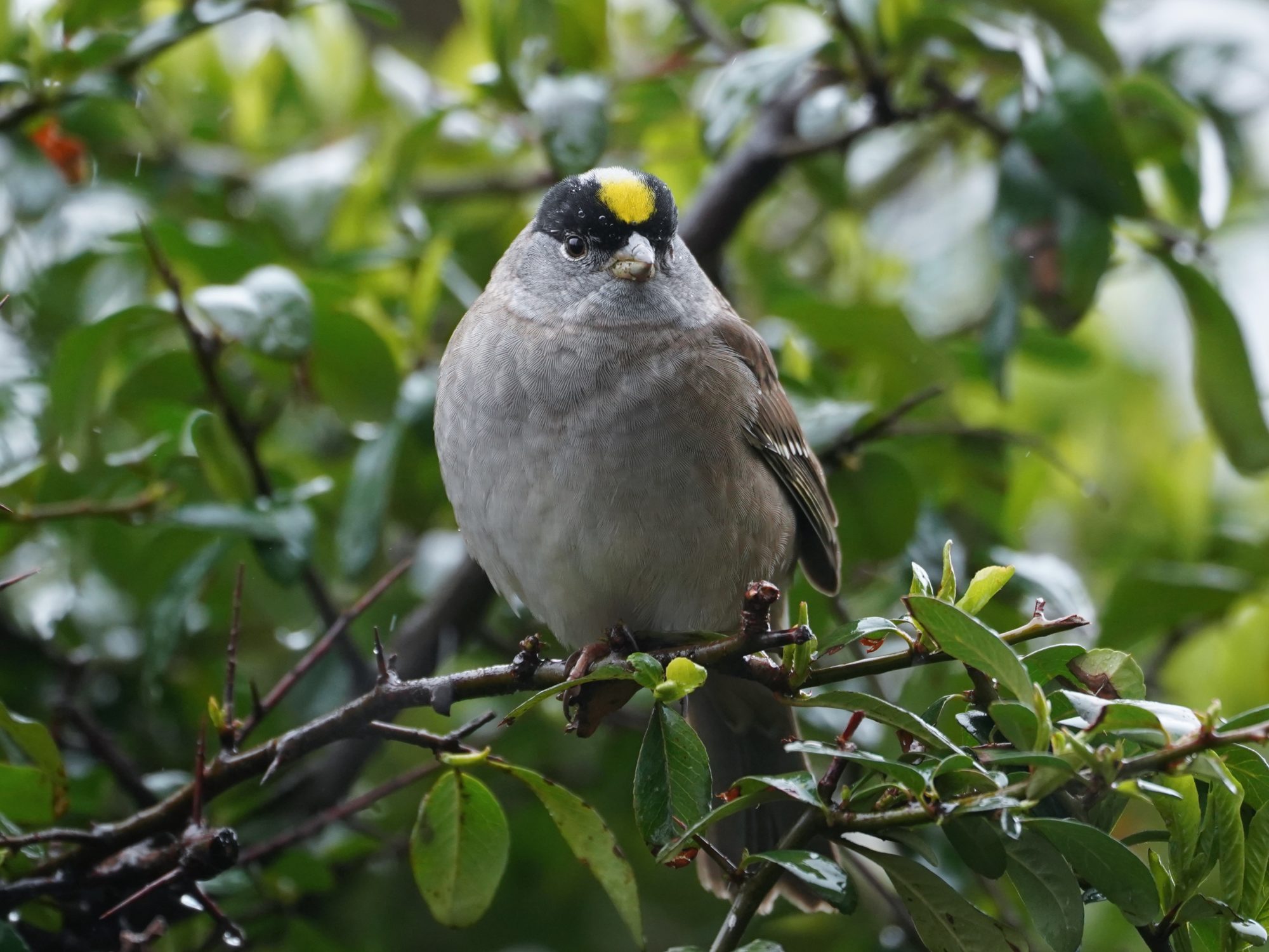 Golden-crowned Sparrow