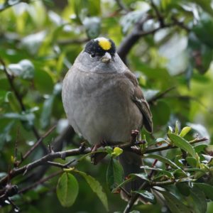 Golden-crowned Sparrow
