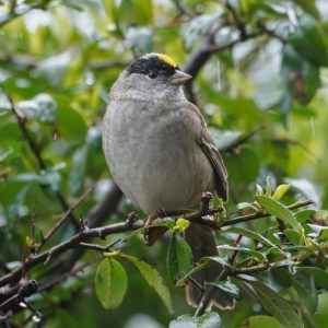 Golden-crowned Sparrow