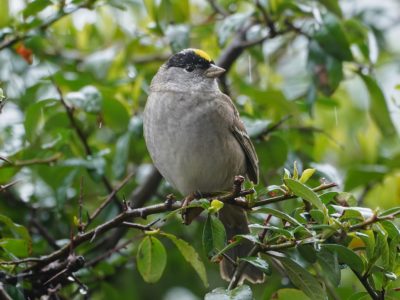 Golden-crowned Sparrow